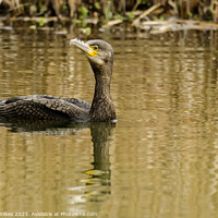 Buy canvas prints of The Great Cormorant by Darren Wilkes