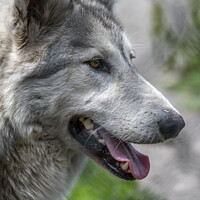 Buy canvas prints of The Mysterious Wolfdog by Darren Wilkes