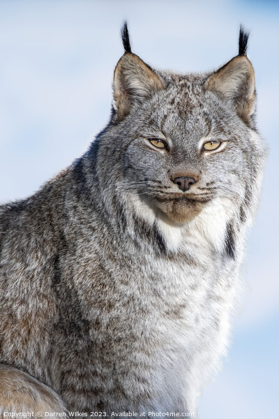 Canadian Lynx - Canada Picture Board by Darren Wilkes