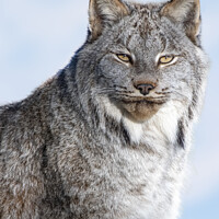 Buy canvas prints of Canadian Lynx - Canada by Darren Wilkes