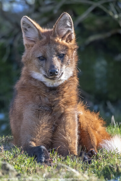 Maned Wolf, Chrysocyon brachyurus Picture Board by Darren Wilkes