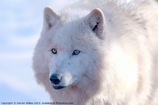 Arctic Wolf -  Canis lupus arctos Picture Board by Darren Wilkes