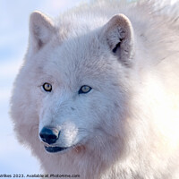 Buy canvas prints of Arctic Wolf -  Canis lupus arctos by Darren Wilkes