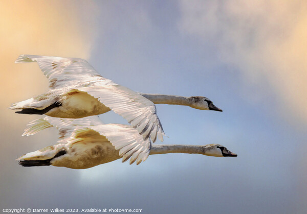 Swans In Flight North Wales  Picture Board by Darren Wilkes