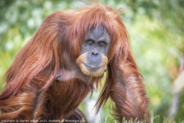 Majestic Sumatran Orangutan Picture Board by Darren Wilkes