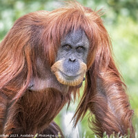 Buy canvas prints of Majestic Sumatran Orangutan by Darren Wilkes