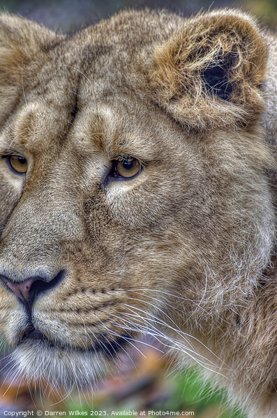 Asiatic Lion Female  Picture Board by Darren Wilkes
