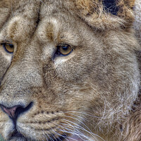 Buy canvas prints of Asiatic Lion Female  by Darren Wilkes