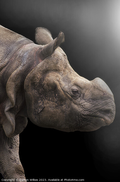 Majestic OneHorned Rhino Portrait Picture Board by Darren Wilkes