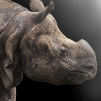 Buy canvas prints of Majestic OneHorned Rhino Portrait by Darren Wilkes