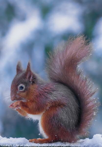 The Resilient Red Squirrel Picture Board by Darren Wilkes