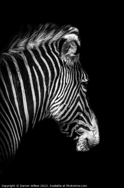 Grévy's zebra Portrait - Black and White   Picture Board by Darren Wilkes