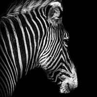 Buy canvas prints of Grévy's zebra Portrait - Black and White   by Darren Wilkes