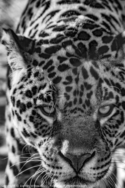 Male Jaguar - Black And White  Picture Board by Darren Wilkes