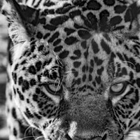 Buy canvas prints of Male Jaguar - Black And White  by Darren Wilkes
