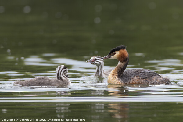 Great Crested Grebe  Picture Board by Darren Wilkes