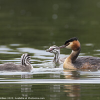 Buy canvas prints of Great Crested Grebe  by Darren Wilkes