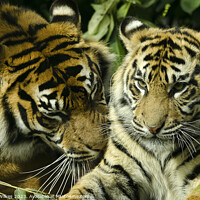 Buy canvas prints of Sumatran Tigers - Panthera tigris sumatrae by Darren Wilkes
