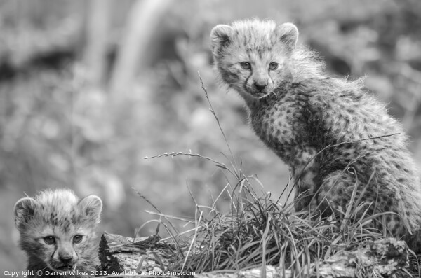 Fluffy Furbabies Two Young Cheetah Cubs on the Afr Picture Board by Darren Wilkes
