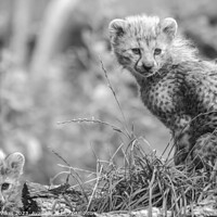 Buy canvas prints of Fluffy Furbabies Two Young Cheetah Cubs on the Afr by Darren Wilkes