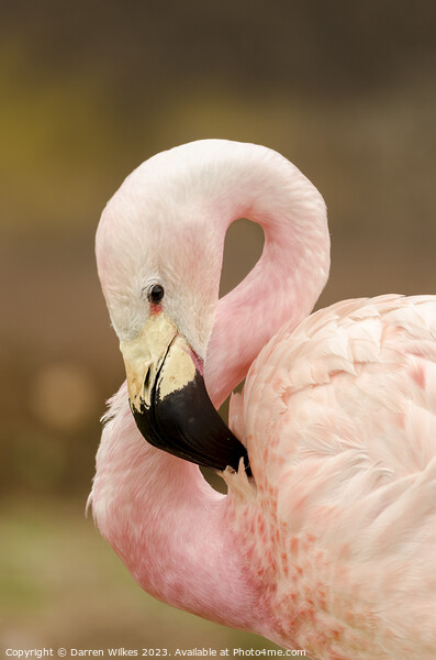 Chilean flamingo Picture Board by Darren Wilkes