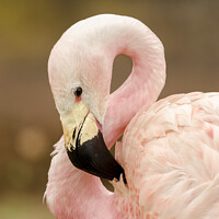 Buy canvas prints of Chilean flamingo by Darren Wilkes