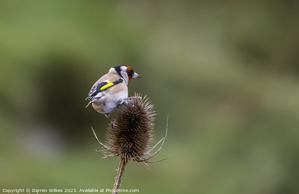 The Vibrant European Goldfinch Picture Board by Darren Wilkes