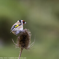 Buy canvas prints of The Vibrant European Goldfinch by Darren Wilkes