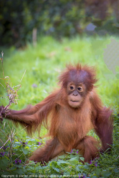 Confident Orangutan Baby Explores World Picture Board by Darren Wilkes