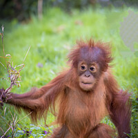 Buy canvas prints of Confident Orangutan Baby Explores World by Darren Wilkes