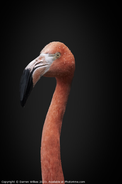 Chilean  pink Flamingo Portrait  Picture Board by Darren Wilkes
