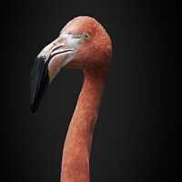 Buy canvas prints of Chilean  pink Flamingo Portrait  by Darren Wilkes