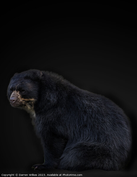 Andean Bear Portrait  Picture Board by Darren Wilkes
