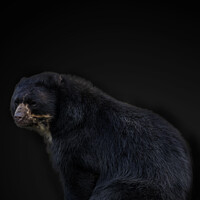 Buy canvas prints of Andean Bear Portrait  by Darren Wilkes