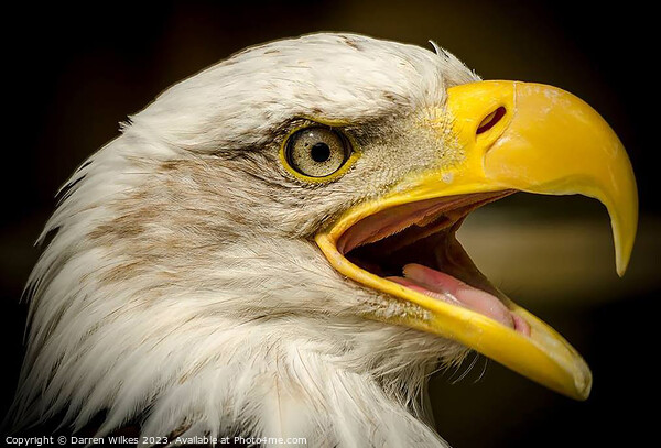 Bald Eagle - Haliaeetus leucocephalus Picture Board by Darren Wilkes