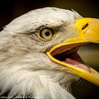 Buy canvas prints of Bald Eagle - Haliaeetus leucocephalus by Darren Wilkes