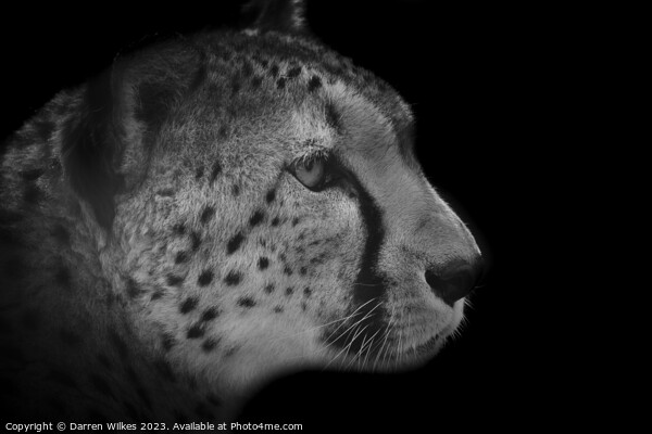 The Fierce Beauty of a Monochrome Cheetah Picture Board by Darren Wilkes