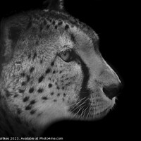 Buy canvas prints of The Fierce Beauty of a Monochrome Cheetah by Darren Wilkes