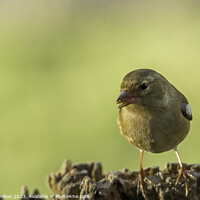 Buy canvas prints of Graceful Common Female Chaff Finch by Darren Wilkes