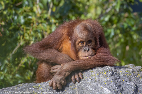 Adorable Sumatran Orangutan Watching Over Newborn Picture Board by Darren Wilkes