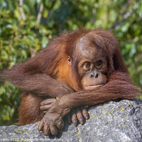 Buy canvas prints of Adorable Sumatran Orangutan Watching Over Newborn by Darren Wilkes