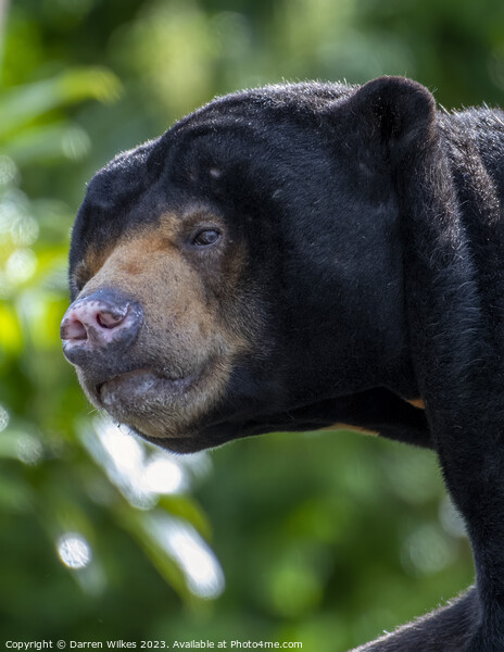 The Endangered South Asian Sun Bear Picture Board by Darren Wilkes
