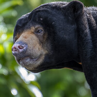 Buy canvas prints of The Endangered South Asian Sun Bear by Darren Wilkes