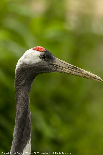 Eurasian Crane Picture Board by Darren Wilkes