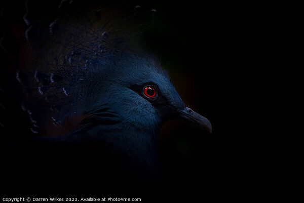 Crowned Pigeon - Left Side Picture Board by Darren Wilkes