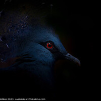 Buy canvas prints of Crowned Pigeon - Left Side by Darren Wilkes