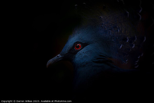 Crowned Pigeon - Right Side Picture Board by Darren Wilkes