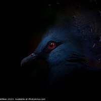 Buy canvas prints of Crowned Pigeon - Right Side by Darren Wilkes