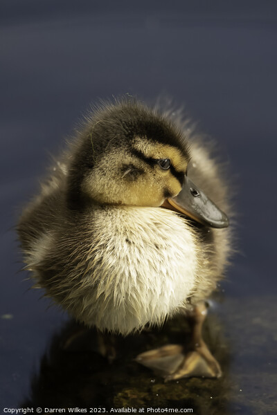 Adorable Mallard Duckling Picture Board by Darren Wilkes