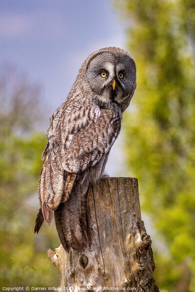 Majestic Great Grey Owl Picture Board by Darren Wilkes